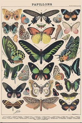 Millot Papillon (Butterflies) poster