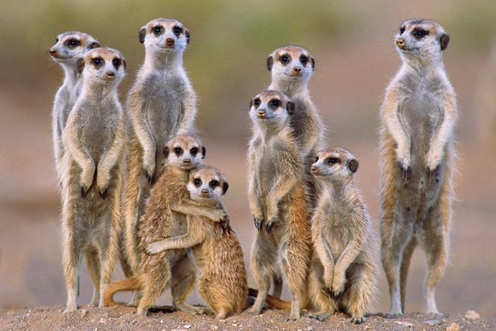 Meerkats Poster